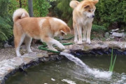 海外「かわいい！でっかい柴犬みたい！」水遊びをする2匹の秋田犬がカワイイと話題（海外の反応）