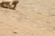 サウジアラビアの地面が熱すぎて、日陰に向かって奪取してるトカゲの映像　海外の反応