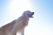 アカデミー賞を与えるべき犬たち　“ネイマールの犬バージョンだ！”　【海外の反応】