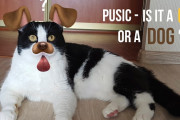 外は猫？中は犬？飼主さんの大事な履き物を噛んで壊してしまったハチワレニャンコのプーシック