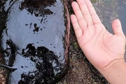 外国人「最高に恐ろしすぎる自然の産物を見せてくｗｗｗｗ」