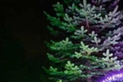 【画像】メリークリスマスイブ