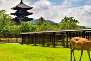 【癒】奈良公園の桜の木の下でくつろぐ鹿の群れ　海外の反応