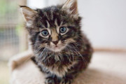 「ジブリ映画になりそう！」小猿と子猫が親友になった 海外の反応