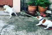 門の外のワンコに会いに行きたいテリア vs 絶対に会いに行かせたくない子犬