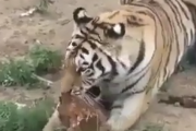 もういっそ一思いに食べてくれ！虎が捕まえた鶏を食べずに舐め続ける。海外の反応
