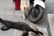 海外「やっぱこうなるのか、」浮気した猫が奥さんに現行犯でバレると、、、 海外の反応