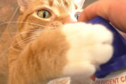 クリームの缶を振るとすっ飛んでくるホイップクリームが大好きな猫ちゃんが超可愛い