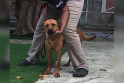 【海外】「超野生化した犬姉妹、シェルターの門に繋がれたまま救われるのか？」