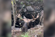 【海外】森の中で大きな動物を発見！少年が井戸で救助した衝撃の瞬間とは？