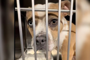 【海外】「家に行くと思っていた保護犬、突然の音信不通！その真相とは？」