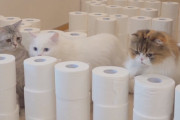 トイレットペーパーでできた迷路に対するそれぞれの猫ちゃんのアプローチが面白い！