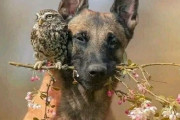 外国人「今まで見たことがないような動物写真を集めてみた！」