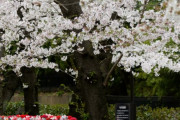 海外「ああ、この季節は日本行きたいわ」桜の下にあいつらがいない眺めはイイ感じ