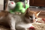 【犬と猫】ピコピコと鳴るぬいぐるみを、餅つきのように猫に押し付け続ける犬→猫「うるさいにゃ！！」