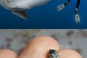 大人のマンボウ、赤ちゃんマンボウのサイズ差がエグすぎる