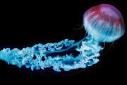 【海外】30フィートの触手を持つ深海クラゲの驚くべき生態とは？
