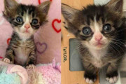 【海外】小さな子猫が虎のような勇気を発揮！数ヶ月後の驚きの変身とは？