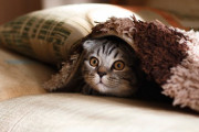 海外「これはなんていうアニメなんだ！？」猫が大人になったよ！衝撃の姿に・・・ 海外の反応