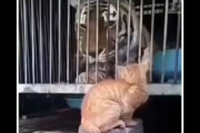 海外「“大きなお友達”に猫パンチを食らわせる猫×3、熊vs猫」→「自分が小さいことを忘れてるのが最高」「精神力＞サイズ」「猫はとても勇敢」「猫はみんな嫌なやつ」