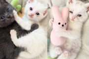 【海外】「助けを必要とする子猫たちを迎え入れ、若い猫たちの心温まる絆を見守る」