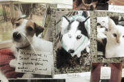 「犯人はこの子です」ピースを破損した動物たちの顔写真が壁一面に貼られたジグソーパズル会社