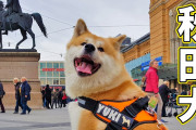可愛すぎる秋田犬、ドイツハノーファーを散歩してみた。外国人「日本犬の可愛さって異常だよ」