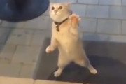 見えない敵と戦う猫の超高速シャカシャカ