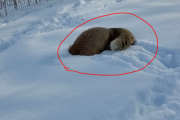 冬を満喫するキツネがかわいい！ その100万回再生の動画がこちら 海外の反応