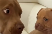 戸惑い過ぎ？！新しくやって来た子犬に対して目を見開いたり怪訝そうな顔をするピットブルが面白い！