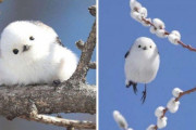 海外掲示板「シマエナガという日本の鳥はまるで綿のかたまりみたいなんだ」