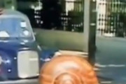 【動画】カタツムリ人間を捉えた決定的瞬間