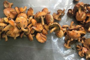【韓国の反応】日本の山菜・キノコから基準値を超える放射性物質検出…一部インターネットで流通…韓国人「だから日本産輸入禁止しろって言ってんだよ。」