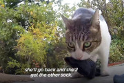 ご近所さんからあらゆる物を盗んで来てしまう猫のチャイナちゃん！