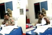 インドの警察署に猿が侵入…男性警官が頭を20分間も毛づくろいされる羽目に！！