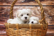 海外「日本の研究によると子猫や子犬の写真を見ると集中力が高まるらしい」