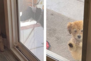 犬「入口はこっちだよ～」子犬に犬用ドアの場所を教えるワンちゃんにほっこり