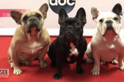 レディー・ガガの愛犬誘拐の目撃者、当時の状況を語る