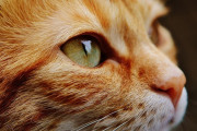 どうしてもその猫を飼いたかった少年、猫に話しかけ自分の住所を教えていた