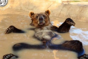 カナダ人「熊が生息している国は一流だ」日本「ヒグマがいるわ」
