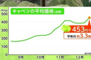 【マウント？】キャベツ高騰で謎の張り合いｗｗｗ 韓国「こっちの方が高いぞ」で草