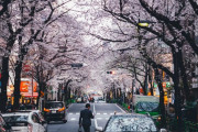 「日本に春が来てるね」親日外国人が日本の風景を愛でるスレ