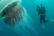 海外「日本の多様性は凄いな」 日本海にとんでもない生物が生息していると話題に