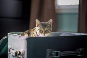 空港のセキュリティーチェックで、スーツケースを開けたら飼い猫が混入していた件。夫婦びっくり