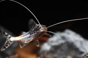 【海外】小型魚を狙う！ピクタスキャットフィッシュの魅力と生態