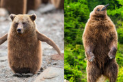 『海外の反応』ペンギンにクマを混ぜてみた。そしてクマにペンギンを混ぜてみた。