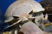 世界最大級「オオグソクムシ」の新種をインドネシア深海で発見！ 体長50センチにも成長ｗｗｗｗｗ