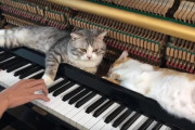 ピアノの鍵盤のそばで気持ち良さそうに寝ている猫ちゃん達が可愛い！