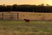 「オーストラリアの牧畜犬が車と並走すると…弾丸のように速い」