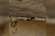【海外】「高速道路脇で発見！シワシワ顔の子犬たちとの感動の出会い」